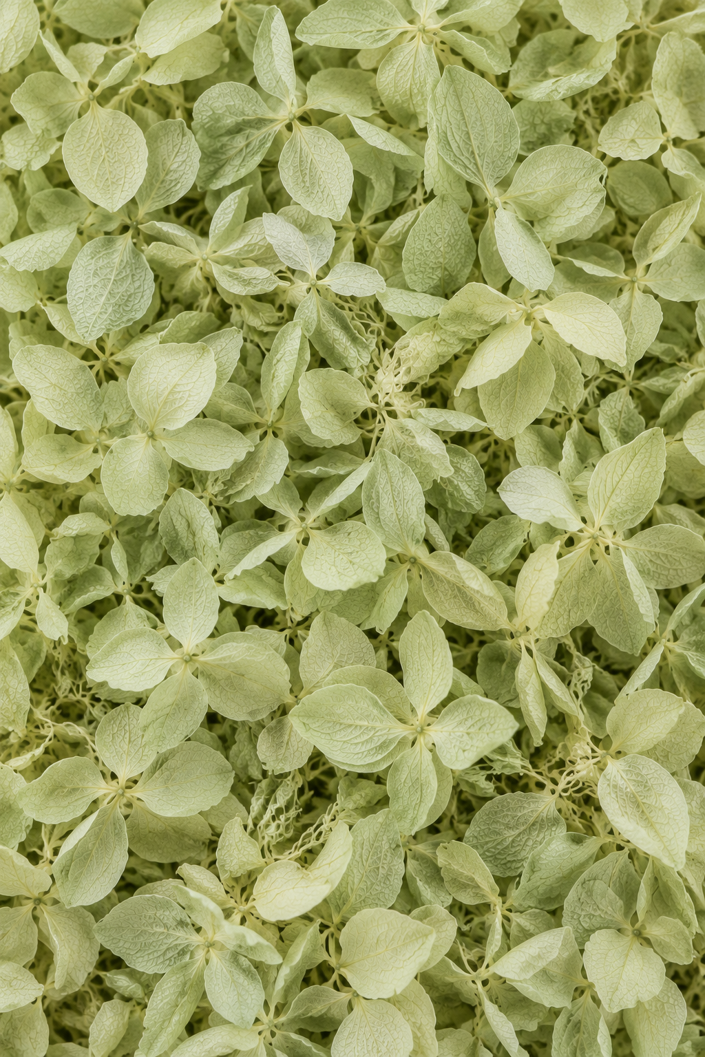 Hortensia
