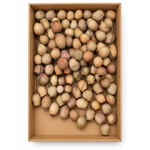 Eucalyptus bells p� tr�d natur 100 stk.