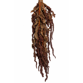 Amaranthus Marone, 