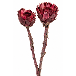 Rosette Comp. M.Erika, 15 stk
