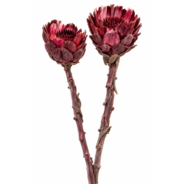 Rosette Comp. M.Erika, 15 stk