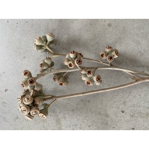 Stern-Eucalup. 15+, 18 stk