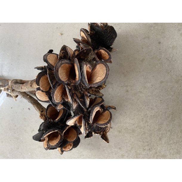 Speciosa Cones Burnt pr. stk. 