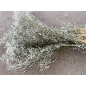 Agrotis Iceberg 100 gr. 