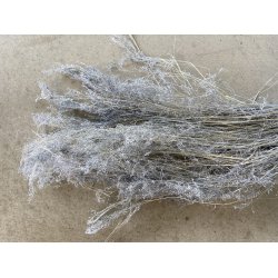 Agrostis pulchella silbergrau 100 gr