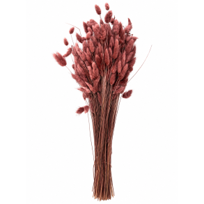 Lagurus Burnt Henna, 100 gr