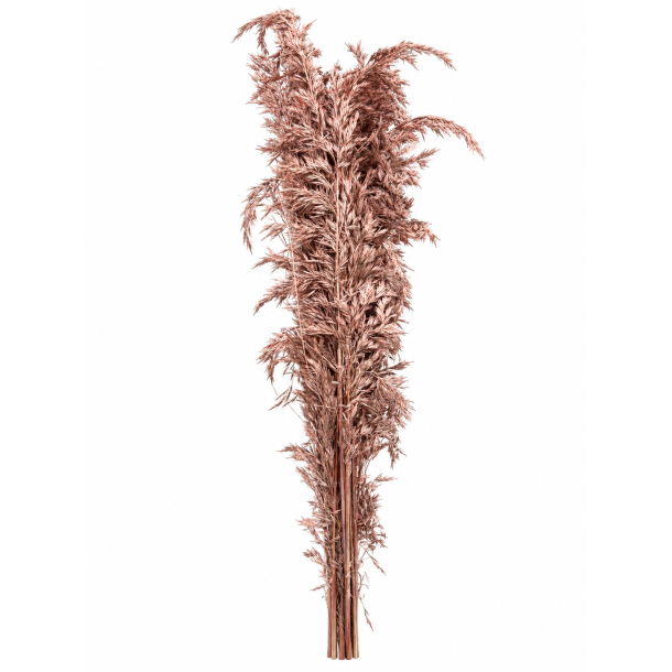 Ampelodesma rose gold 400 gr.