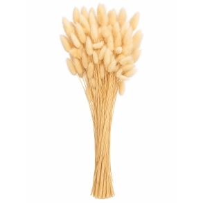 Lagurus Vanille, 100 gr. 