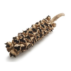 Cacho de coco nature 150 cm 