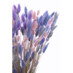 Dried Lagurus Lavender