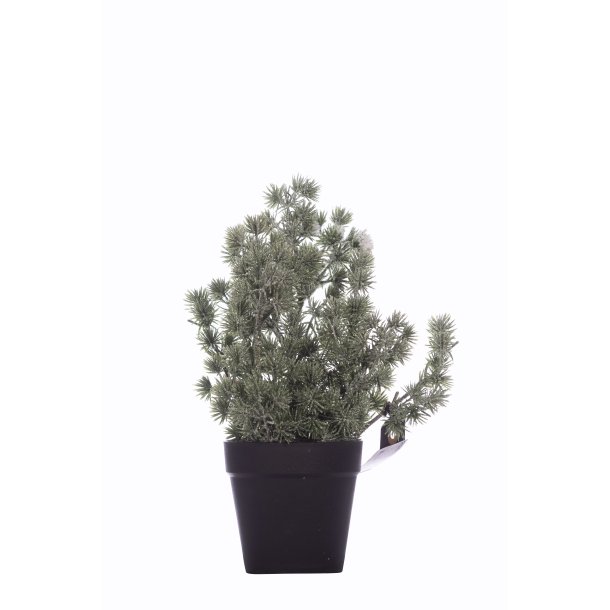 Mini ceder tree 28 cm