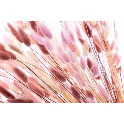 Dried Lagurus Bqt. Rosa 