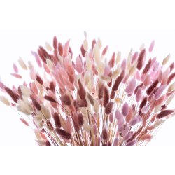 Dried Lagurus Bqt. Rose