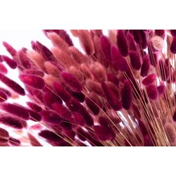 Dried Lagurus Bqt Burnt Henna 