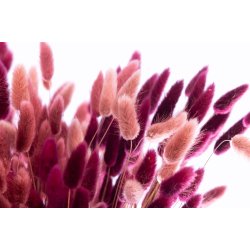 Dried Lagurus Bqt Burnt Henna 