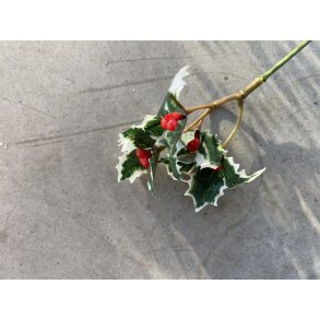 Kristtjrn med rde br, 36 stk. udendr