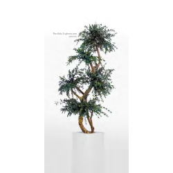 Multibolas arbol 5 parvofolia