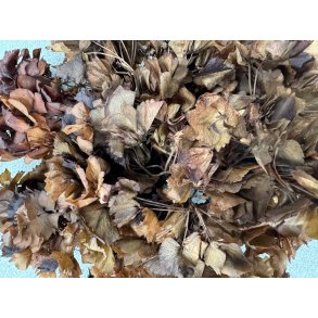 Hortensia Marone 20-25 stk. 