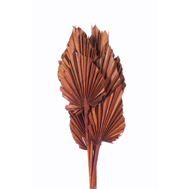 Palm Spear Terracotta 10 stk. 50 cm 