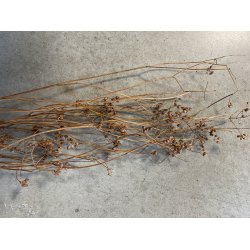 Paris Grs Natur, 150 gr. 60 cm