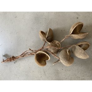 Cluster Browny Budha Nut 65 cm pr. stk