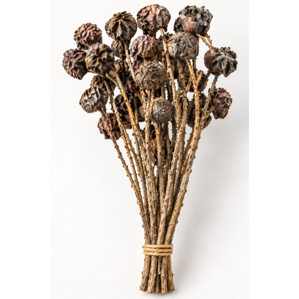 Liver fruit on twig 30 stk.