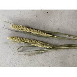 Miglio Gigante Natur 