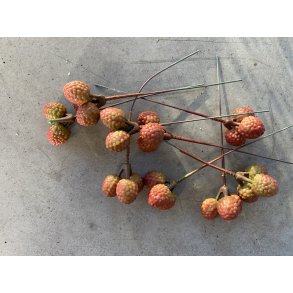 Udendrs Hindbr, 72 stk. 