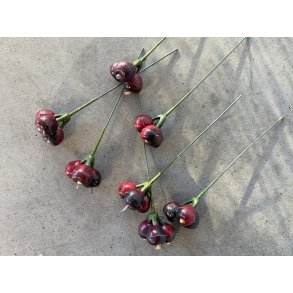 Udendrs  Bordo 72 stk. 