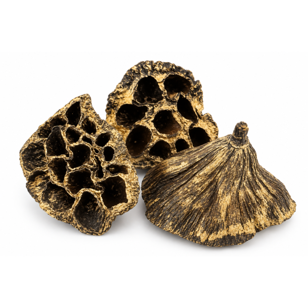 Lotus Pod Guld Wash, 50 stk