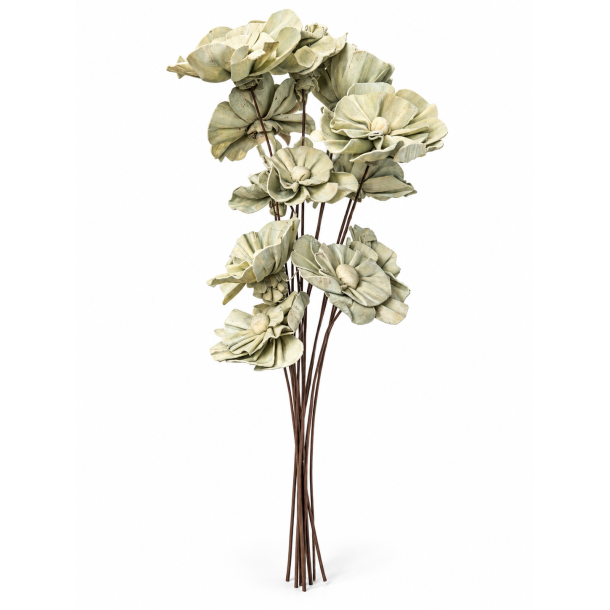 Shola Nayan flower 12 stk GR�N