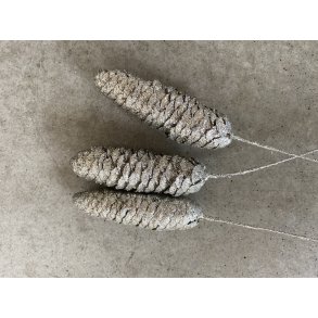 Rai Kogle Platin/glitter (72stk)