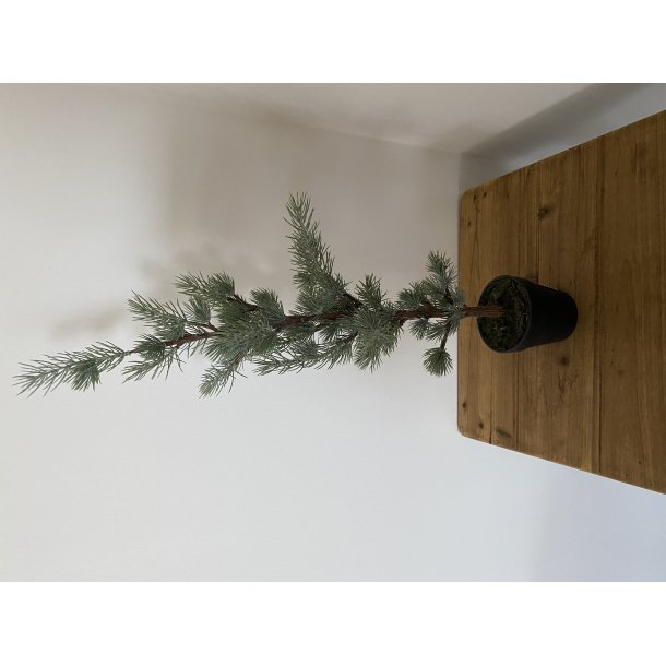 Ceder Tr 120 cm 
