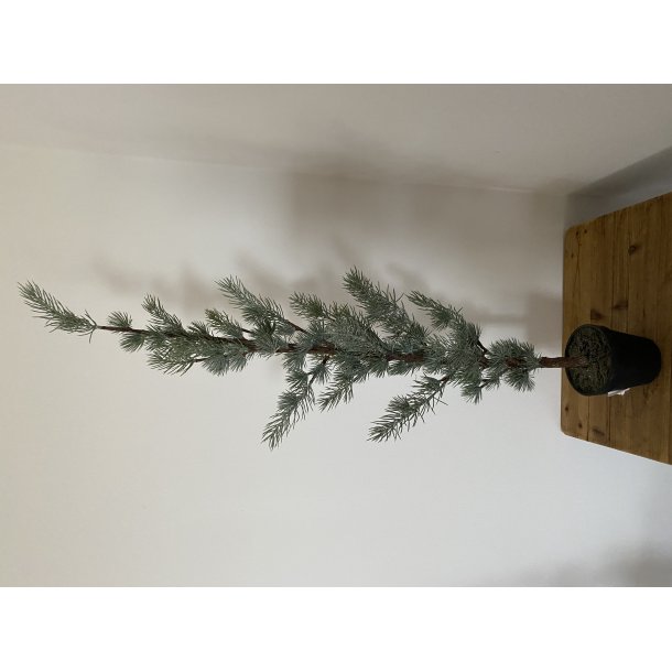 Ceder Tr 90 cm 