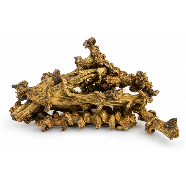 Banana Stem Cut 150 stk Gold Wash