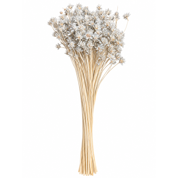Hill Flower Hellgrau, 100 gr.
