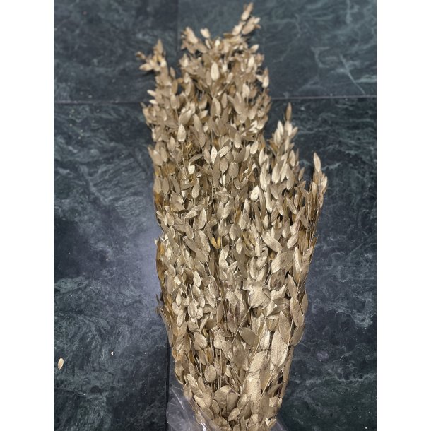 Eucal. Paruifolia  Guld, 250 gr. 