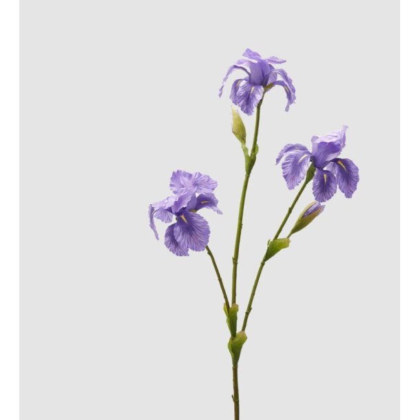 IRIS BRANCH X3 WITH BUD H.80