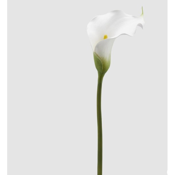 Calla ramo H 90 cm