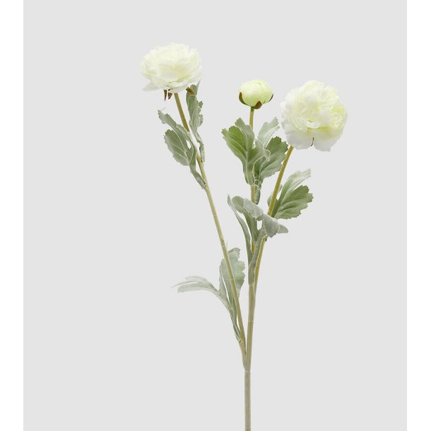 Ranuncolo H 50 cm
