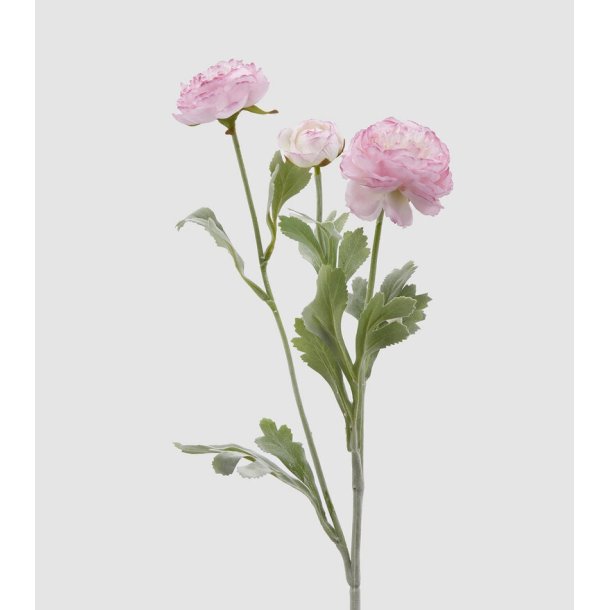 Ranuncolo pink H 50 cm
