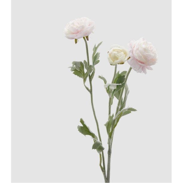 Ranuncolo Pale Pink H 50 cm