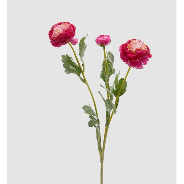 Ranuncolo dark pink H 50 cm