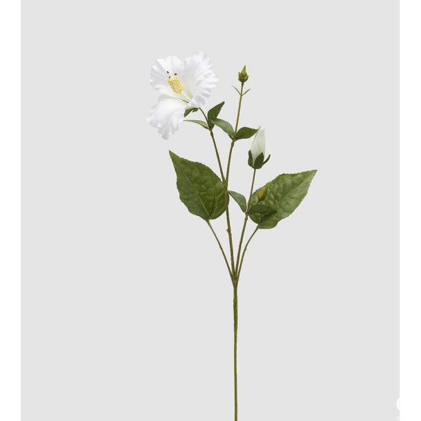 Hibiscus Ivory H 74 cm