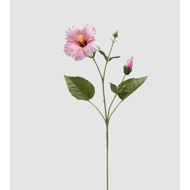 Hibiscus lt. pink H 74 cm