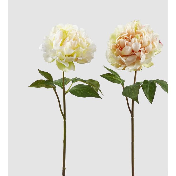 Peonia ass yellow/white H 57 cm