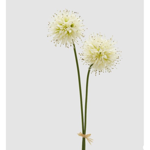 Succisa white 60 cm