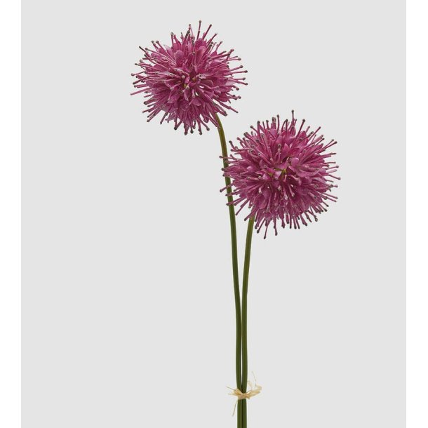 Succisa fuschia 60 cm