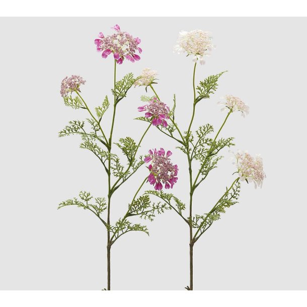 Daucus two tone pink ass. H 100 cm