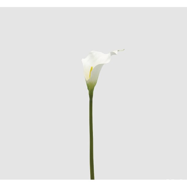 Calla white H 65 cm